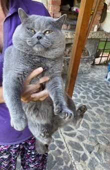 Britské mačiatka, Britská modra - 5