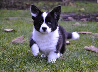 Welsh Corgi Cardigan FCI - 5