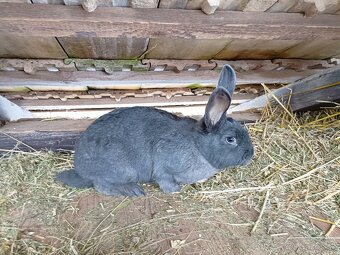 Predám králika - 5