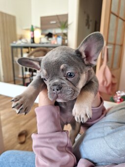 Francuzsky Buldocek - 5