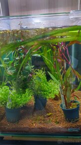 Rastliny do akvaria - 5