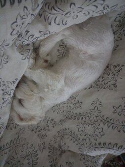 Darujeme maltezskeho psika menom Rocky - 5