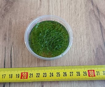 Riccia fluitans - 5