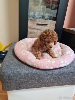 Pudel šťeniatka - 5