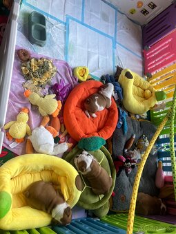 Anglicky Bulldog buldog s pp - 5