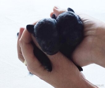 Pudlik  mini toy - 5