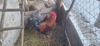 Predám mladých kohútov - 5