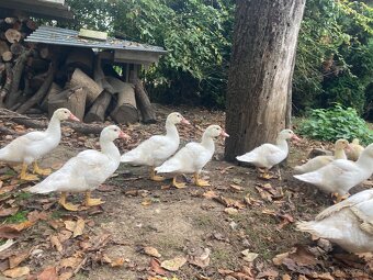 Predam pizmove kacatka - 5