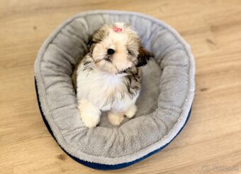 najmilšie Shih-Tzu šteniatka - 5