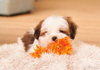 najmilšie Shih-Tzu šteniatka - 5