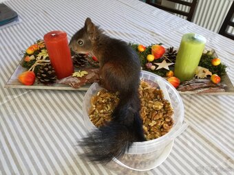 Veverička obyčajná - Sciurus vulgaris - 5