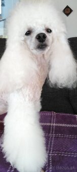 Pudlik pudel - 5