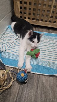 Darujem kocurika 4,5 mesačného - 5