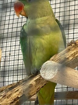 Alexander veľký - 5