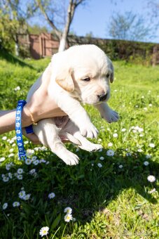 Labrador šteniatka - 5