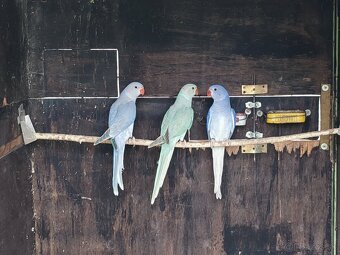 Predam alexander maly - 5