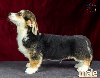 Welsh Corgi Pembroke, psík v trikolórnom sfarbení - 5