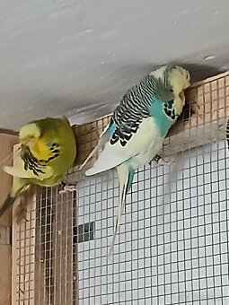 Výstavné Andulky - 5