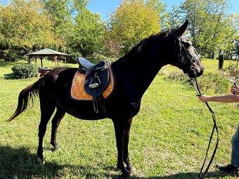 Predám Kladrubákov - 5