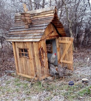 Násadové vaj. Oravka pásikavá - 5