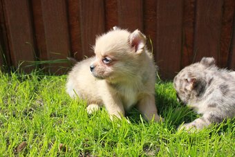pomeranian x civava - 5