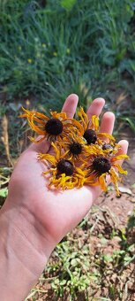 Sušená žltá rudbekia - 5