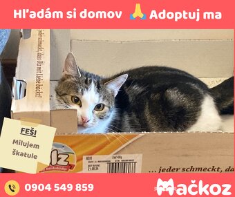 FEŠI - DARUJEM KOCURIKA / KOCÚRIK HLADÁ DOMOV - 5