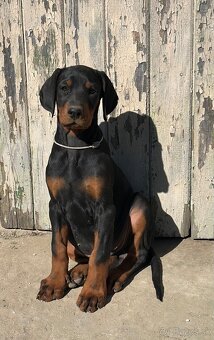 Doberman šteňa s FCI pôvodom - 5