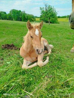 Azteca horse - 5