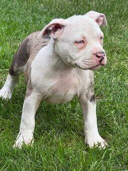 American bully - 5