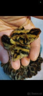 Prepelice - nasadové vajíčka - 5