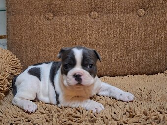 Francúzsky buldoček modrý - 5