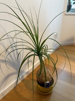 Beaucarnea- Slonia noha - 5