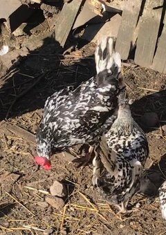 Leghorn - 5