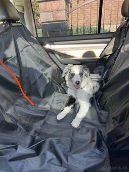 Border kólia - blue merle - 5
