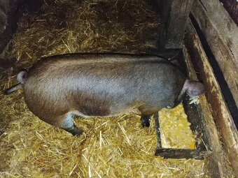 Durok X landrase - 5