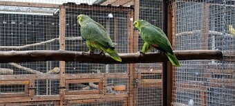 Amazonan modrocely - 5