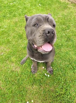 Cane Corso - 5