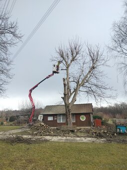 Výrub a ošetrovanie stromov - 5