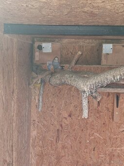 Predám vtáctvo rušíme chov - 5