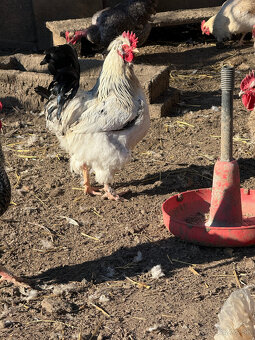 Ročné kohúty na predaj - 5