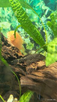 Akvarijne ryby - 5