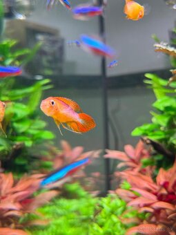 Apistogramma agasizi fire red - 5