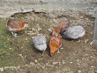 Predám nasadové vajíčka araucana - 5