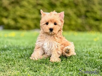 Yorksirsky terier - 5