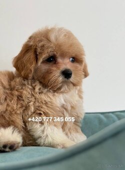 Maltipoo Caramel, pejsek – 1200€ - 5