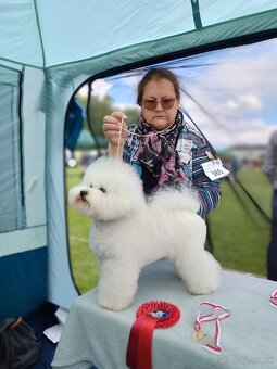 Bichon frise - bišonik - 5
