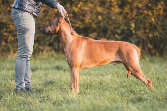 Chovatelská stanice Imbwa Moyo nabízí krycího psa :-) - 5