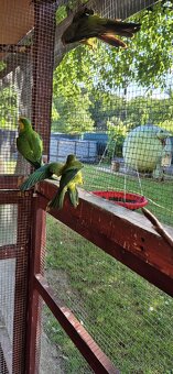 Papagáj nádherný-Baraband
bez kružka,,jar 2024 - 5