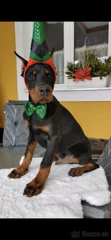 DOBERMAN ŠTENIATKA  S FCI P.P. - 5